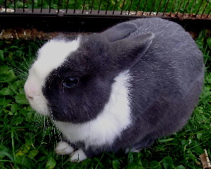 Králík Kája